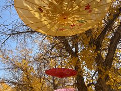 -金塔沙漠胡杨林景区
