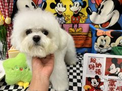 -Pets First伊珊娜洗护·精致美容·家庭式寄养(新会路店)