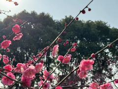 -梧桐山风景名胜区