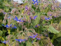 -中国天府农业博览园