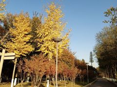 -大兴滨河森林公园