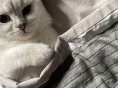 -飞行喵MR PILOT|猫舍·猫咖(静安大融城店)