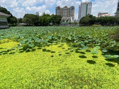 -荔湾湖公园