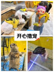 -神奇动物撸宠馆·羊驼·小浣熊·异宠(豫园店)