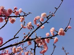 -天适樱花悠乐园