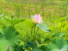 -黑龙江省森林植物园