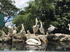 -新加坡飞禽公园
