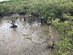 -北海金海湾红树林生态旅游区