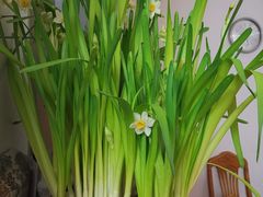 -桂林市花鸟市场