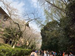 -武汉大学-樱园