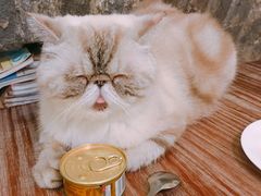 -猫色咖啡·猫咖