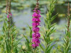 -苏州香山国际大酒店