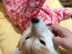 -逗柴咖啡屋·狗咖猫咖宠物桌游