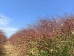 -洪湖湿地生态园