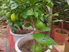 -中环花鸟鱼虫市场
