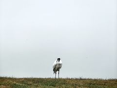 -黑龙江扎龙生态旅游区