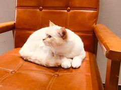 -藏猫猫咖啡主题馆(中央大道店)