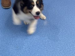 -天使宠物医院·犬猫分诊(彩虹店)