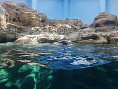 -大阪海游馆