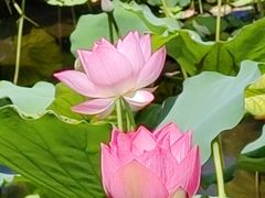 -荔湾湖公园