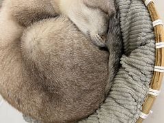 -共舞时光猫咖·狗咖(新街口店)