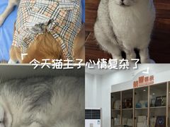-派美特宠物医院·核磁CT·骨科肿瘤·疑难转诊(沈农禾丰店)