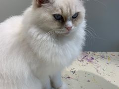 -怪兽屋·羊驼·猫咖·狗咖(俊华广场店)