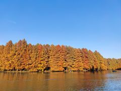 -上海海湾国家森林公园