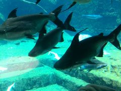 -广东省拱北口岸中国旅行社(华宾营业部)