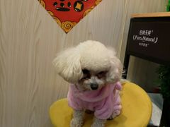 -宠小格时尚宠物生活馆(唐镇店)