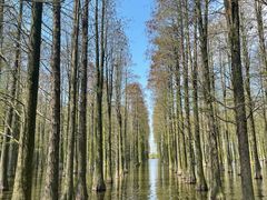 -渌洋湖湿地公园