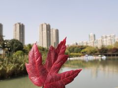 -青枫公园