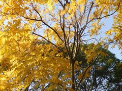 -昆山城市生态森林公园