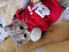 -lincat·猫舍(广州店)