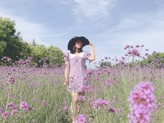 -曲江薰衣草庄园