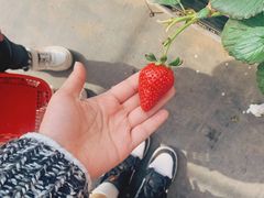 -甜心庄园·甜心草莓采摘园(西青中北店)