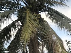 -100蛋泥浆浴