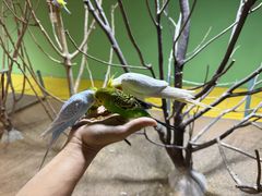 -上海大自然野生昆虫馆(东方明珠·爬宠昆虫探索中心)