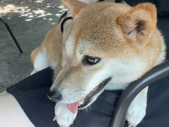 -柴犬高等学院·狗咖·柴犬售卖·宠物训练