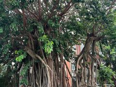 -集美学村