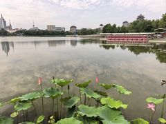 -莲花池公园