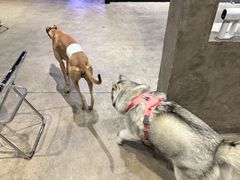 -HALO SOUL COFFEE·咖啡·甜品·简餐(嘉年华海信广场店)