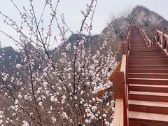 -大岭沟猕猴桃谷风景区