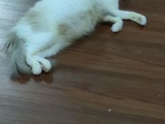 -楼上猫咖(罗湖店)