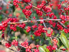 -龙口南山旅游景区