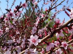 -大兴滨河森林公园