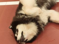 -和它·交个朋友·狗咖猫咖(爱琴海店)