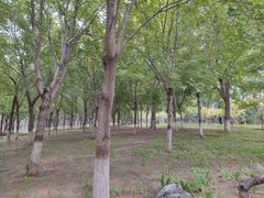 -大兴滨河森林公园