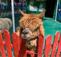 -萌宠亲子动物乐园(槐房万达店)