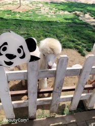 -上美四季动物农场